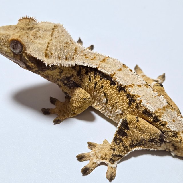 노멀 트라이 텐저린 옐로우 크림 화이트스팟