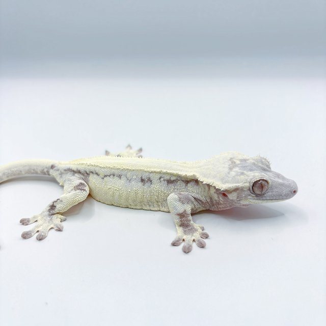 릴리 세이블 세이블