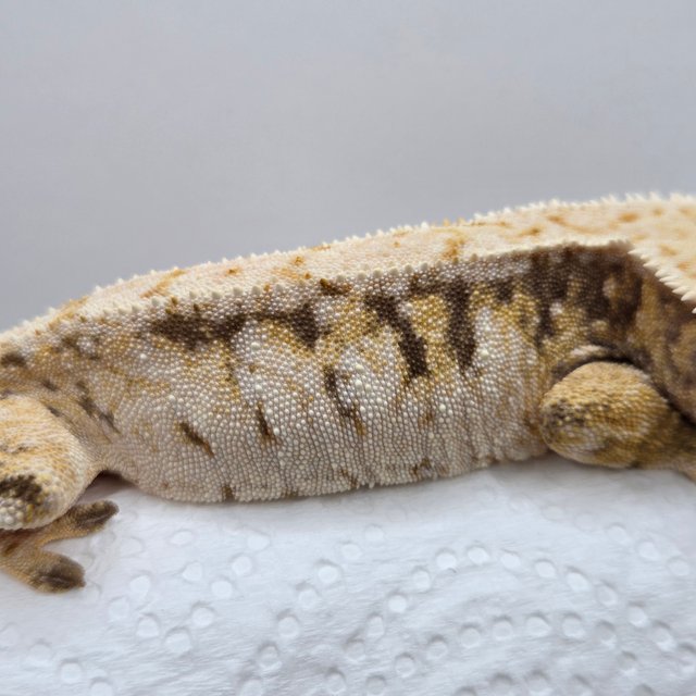 노멀 트라이 드리피 익스트림할리퀸 화이트스팟 텐저린