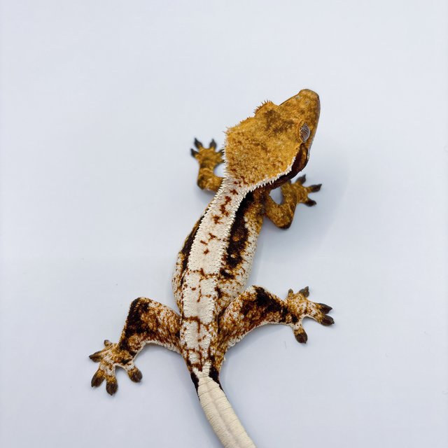 트라이 쿼드 풀핀 텐저린 옐로우 화이트