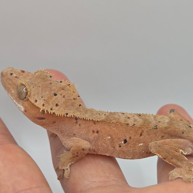 노멀 슈퍼달마시안