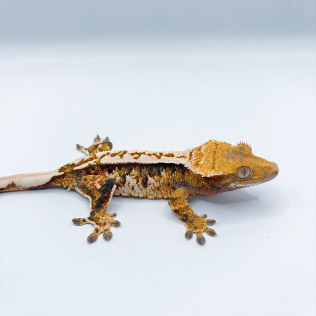 노멀 쿼드 풀핀 할리퀸 화이트스팟 트라이