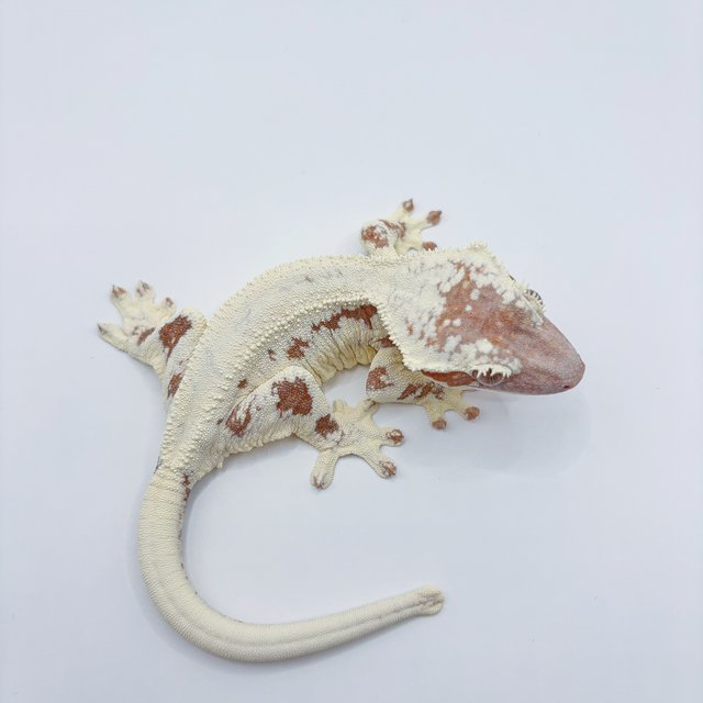 릴리화이트 카푸치노 프라푸치노 레드 화이트