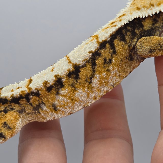 트라이 노멀 화이트스팟 드리피 텐저린 옐로우