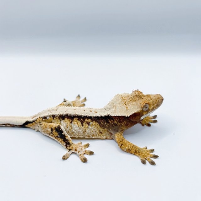 트라이 드리피 쿼드 풀핀 할리퀸 텐저린