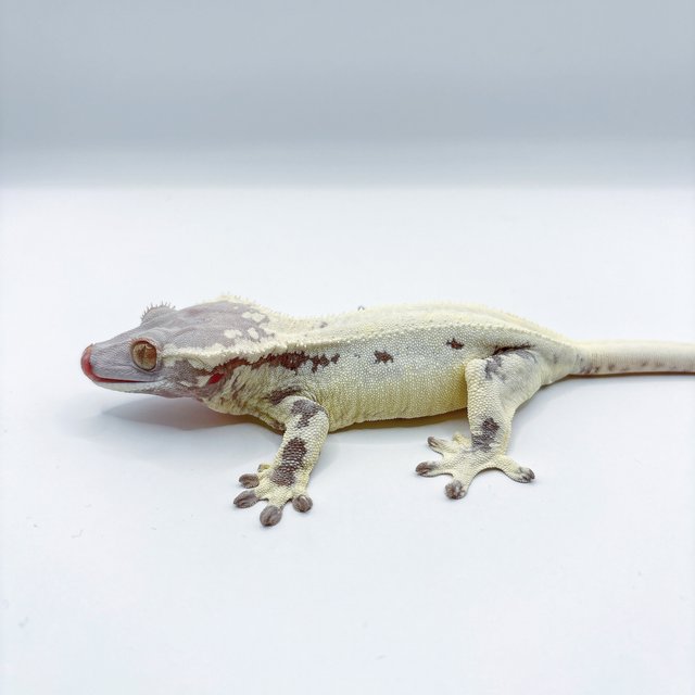 프라푸치노 릴리화이트 카푸치노 화이트