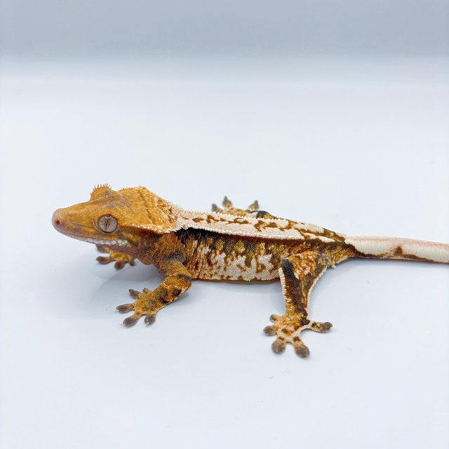 노멀 쿼드 풀핀 할리퀸 화이트스팟 트라이