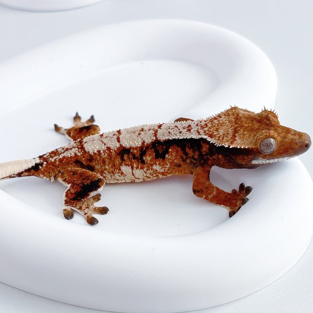 노멀 트라이 텐저린