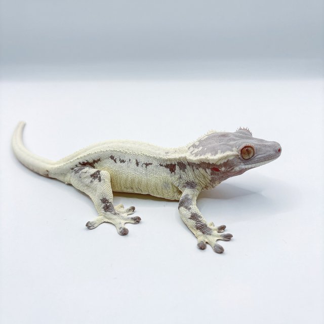 프라푸치노 릴리화이트 카푸치노 화이트