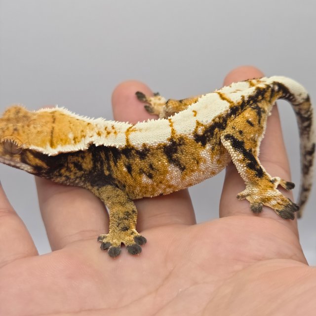 트라이 노멀 화이트스팟 드리피 텐저린 옐로우