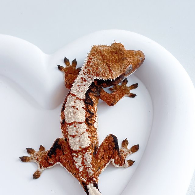 노멀 트라이 텐저린