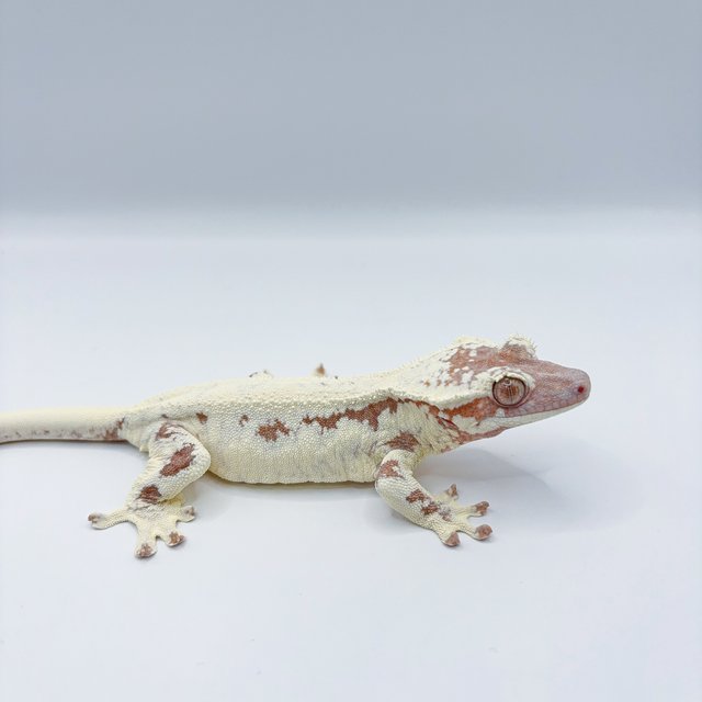 릴리화이트 카푸치노 프라푸치노 레드 화이트