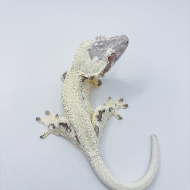 프라푸치노 릴리화이트 카푸치노