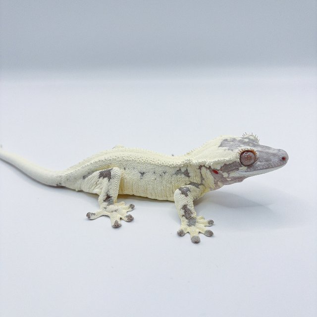 프라푸치노 릴리화이트 카푸치노