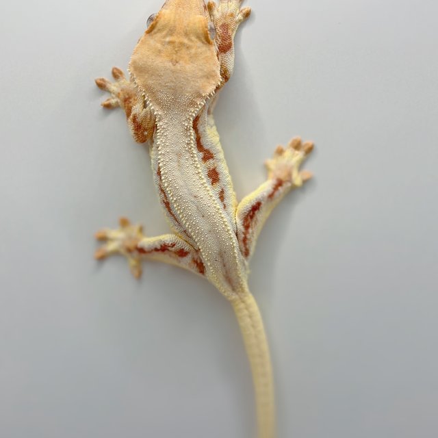 릴리화이트 레드 크림