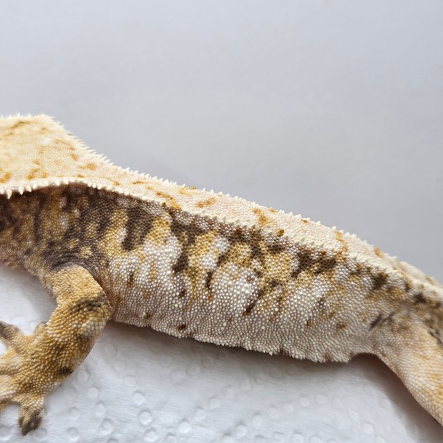 노멀 트라이 드리피 익스트림할리퀸 화이트스팟 텐저린