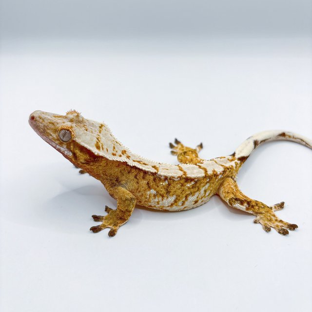 노멀 트라이 드리피 화이트 화이트스팟 할리퀸