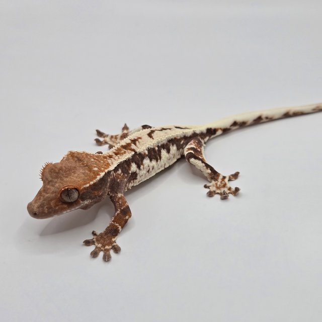 릴리 세이블 세이블 릴리화이트 드리피 화이트