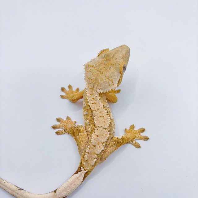 옐로우 화이트스팟 노멀 트라이