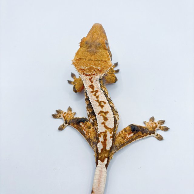 노멀 쿼드 풀핀 할리퀸 화이트스팟 트라이