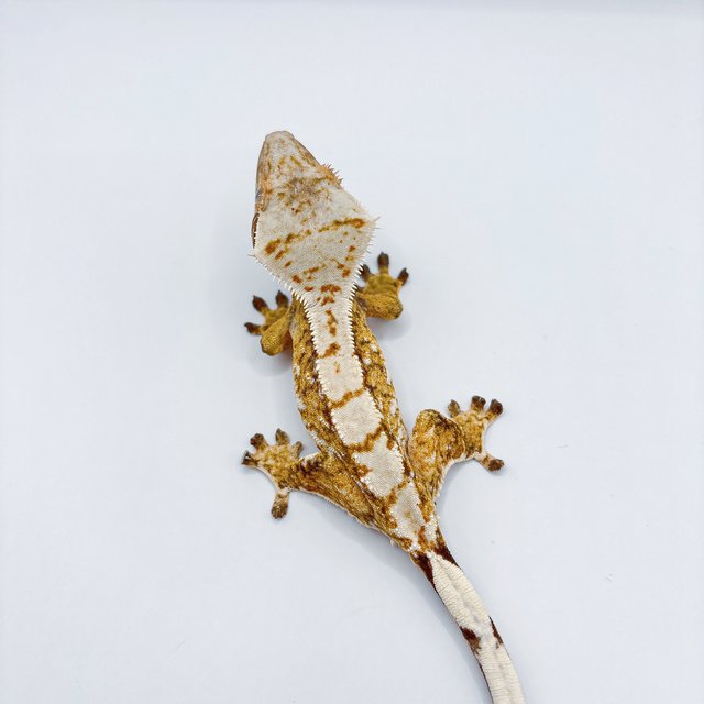 노멀 트라이 드리피 화이트 화이트스팟 할리퀸