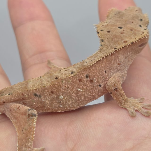 노멀 슈퍼달마시안