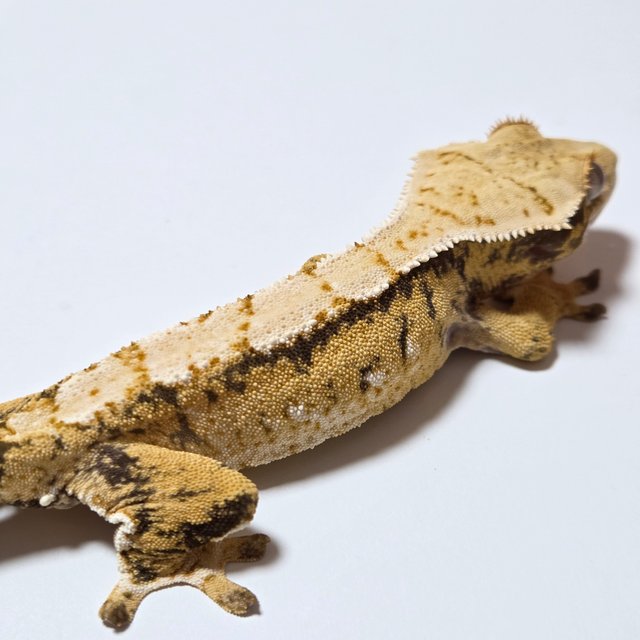 노멀 트라이 텐저린 옐로우 크림 화이트스팟