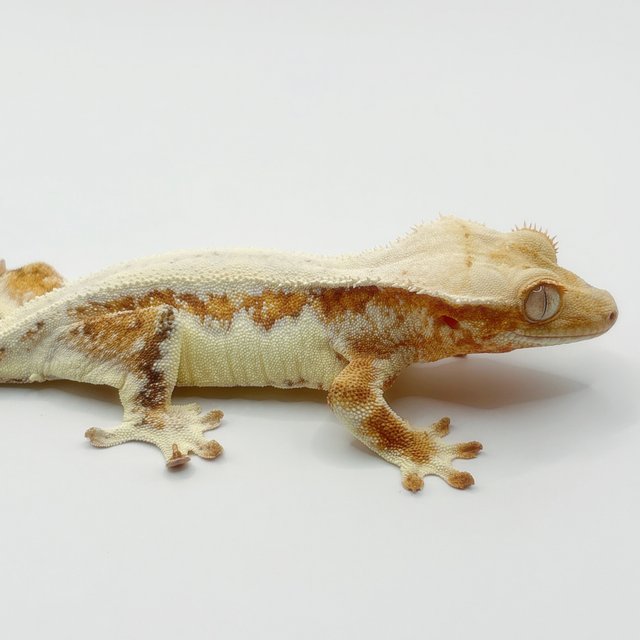 릴리화이트 크림 화이트