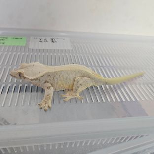 예삐
