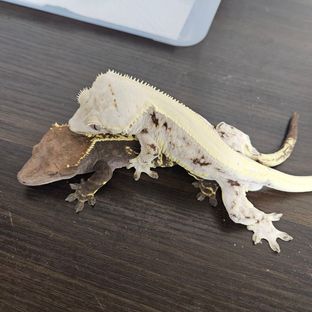 오복이