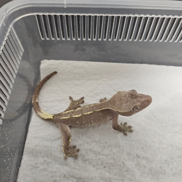 아잔틱