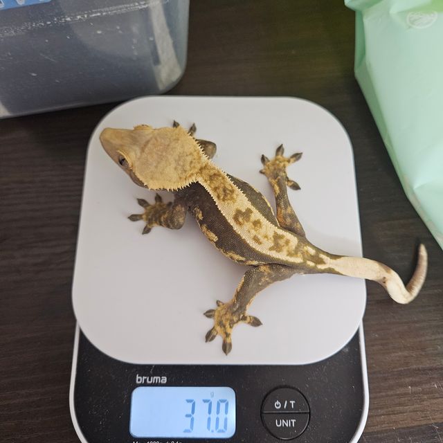 100%헷아잔틱