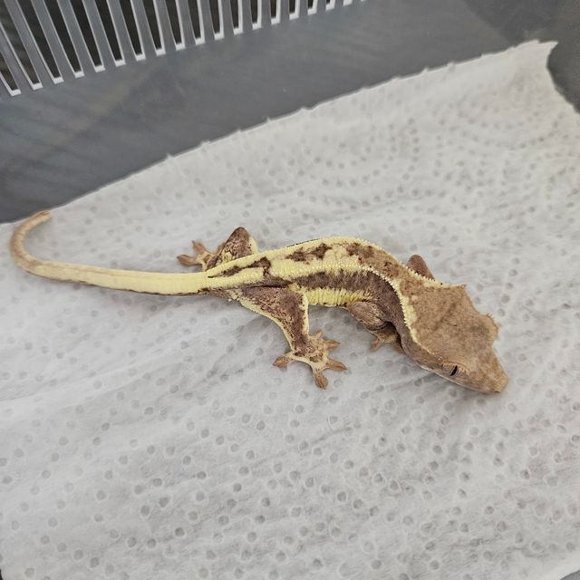 프라푸치노