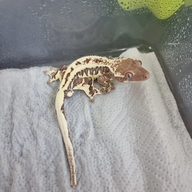 프라푸치노