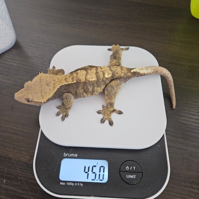 100%헷아잔틱