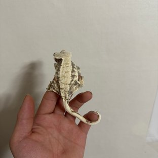 노멀 트라이 드리피