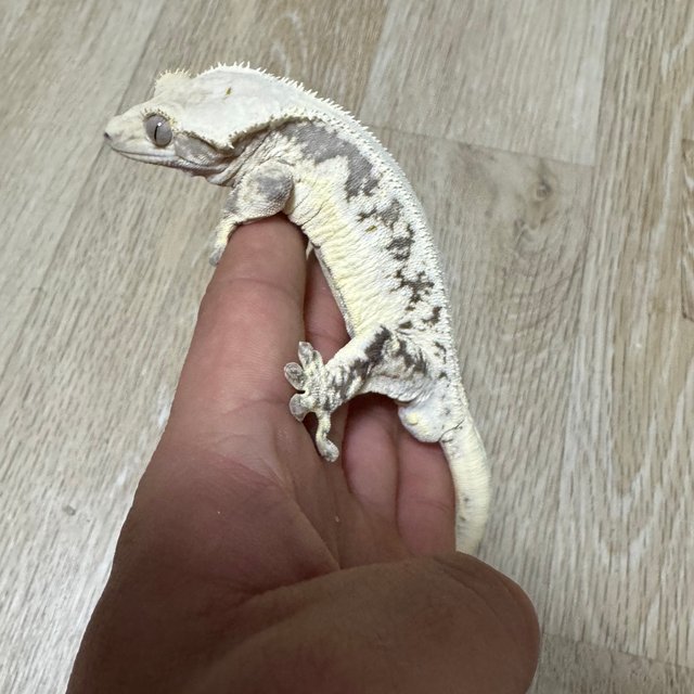 릴리화이트 솔리드백