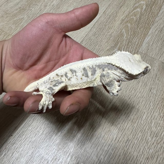 릴리화이트 솔리드백