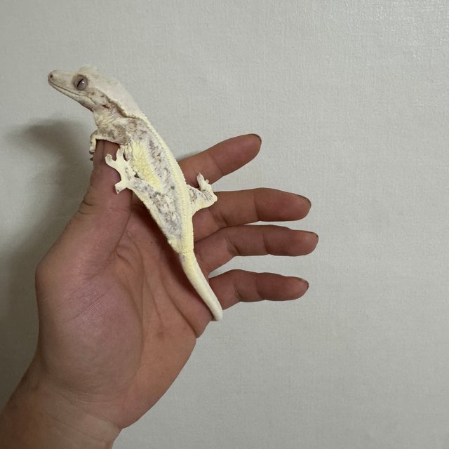 릴리화이트 솔리드백 드리피