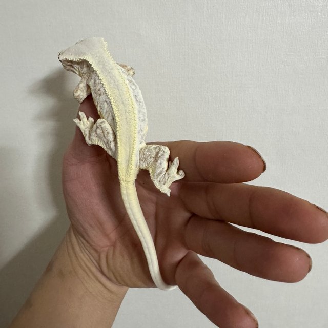 릴리화이트 솔리드백 드리피