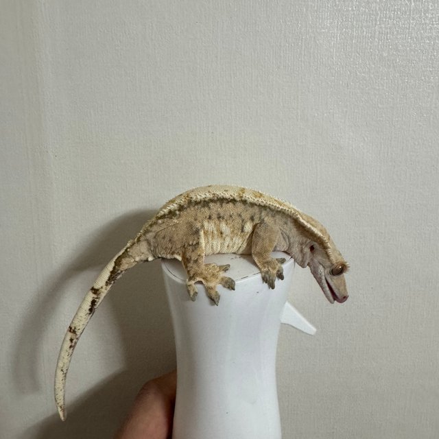 익스트림할리퀸 할리퀸