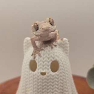 카푸치노 크림 다크