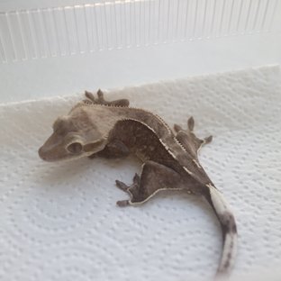 Axanthic