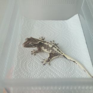 릴잔틱