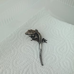 Axanthic