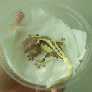 프라푸치노
