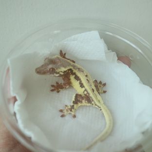 프라푸치노