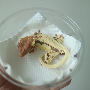 프라푸치노