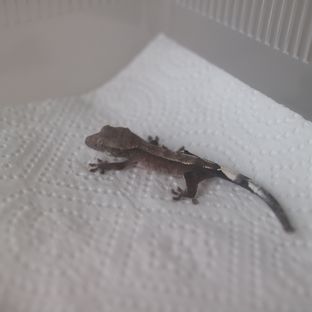 아잔틱