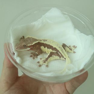 프라푸치노
